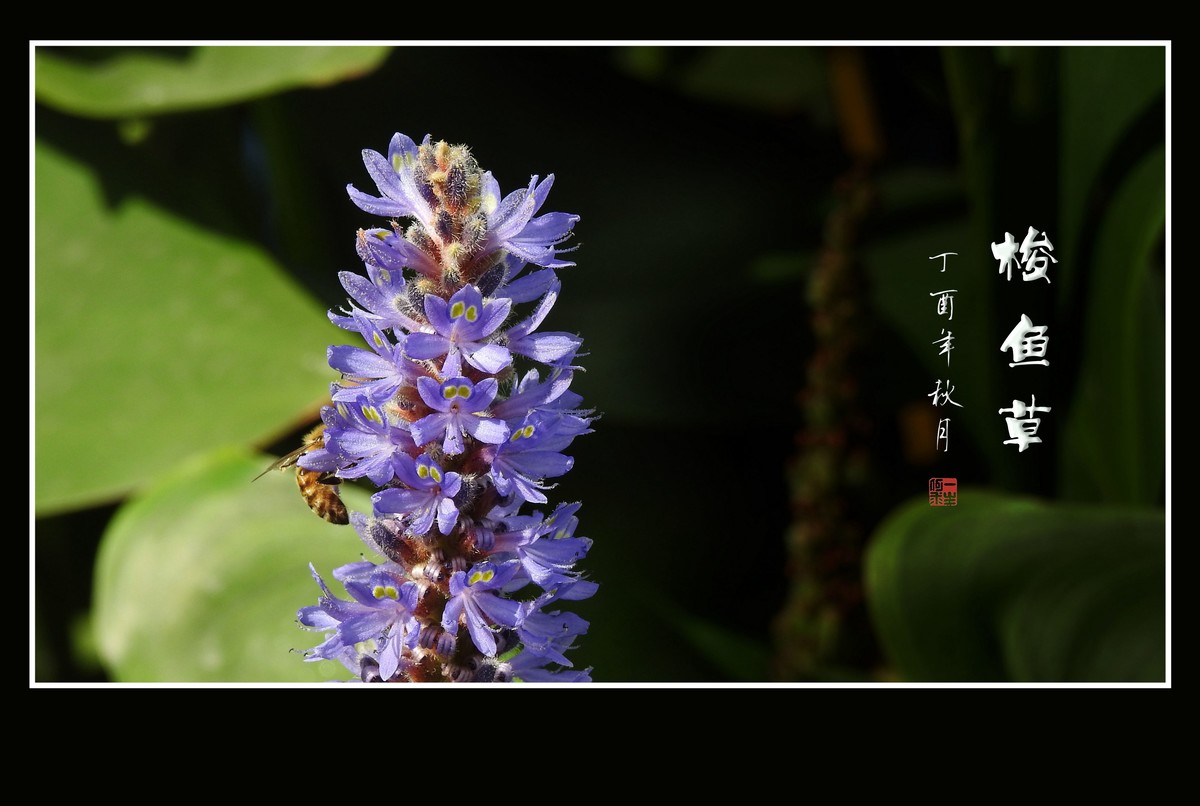 有趣漂亮的梭鱼草花