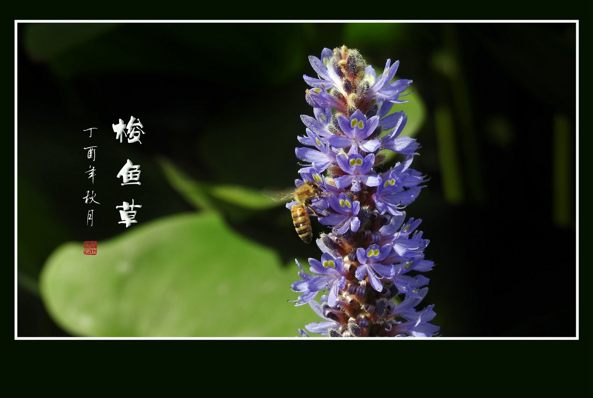 有趣漂亮的梭鱼草花