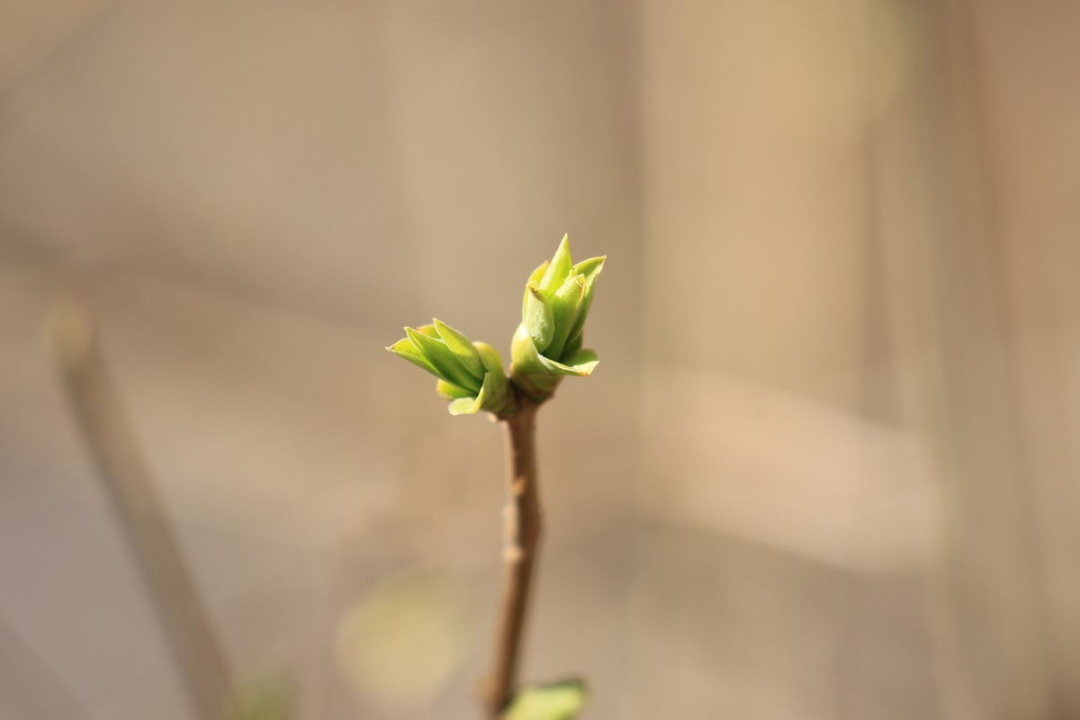 春天来了树发芽了