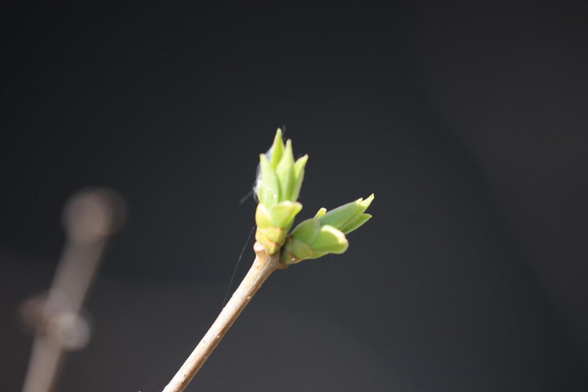春天来了树发芽了