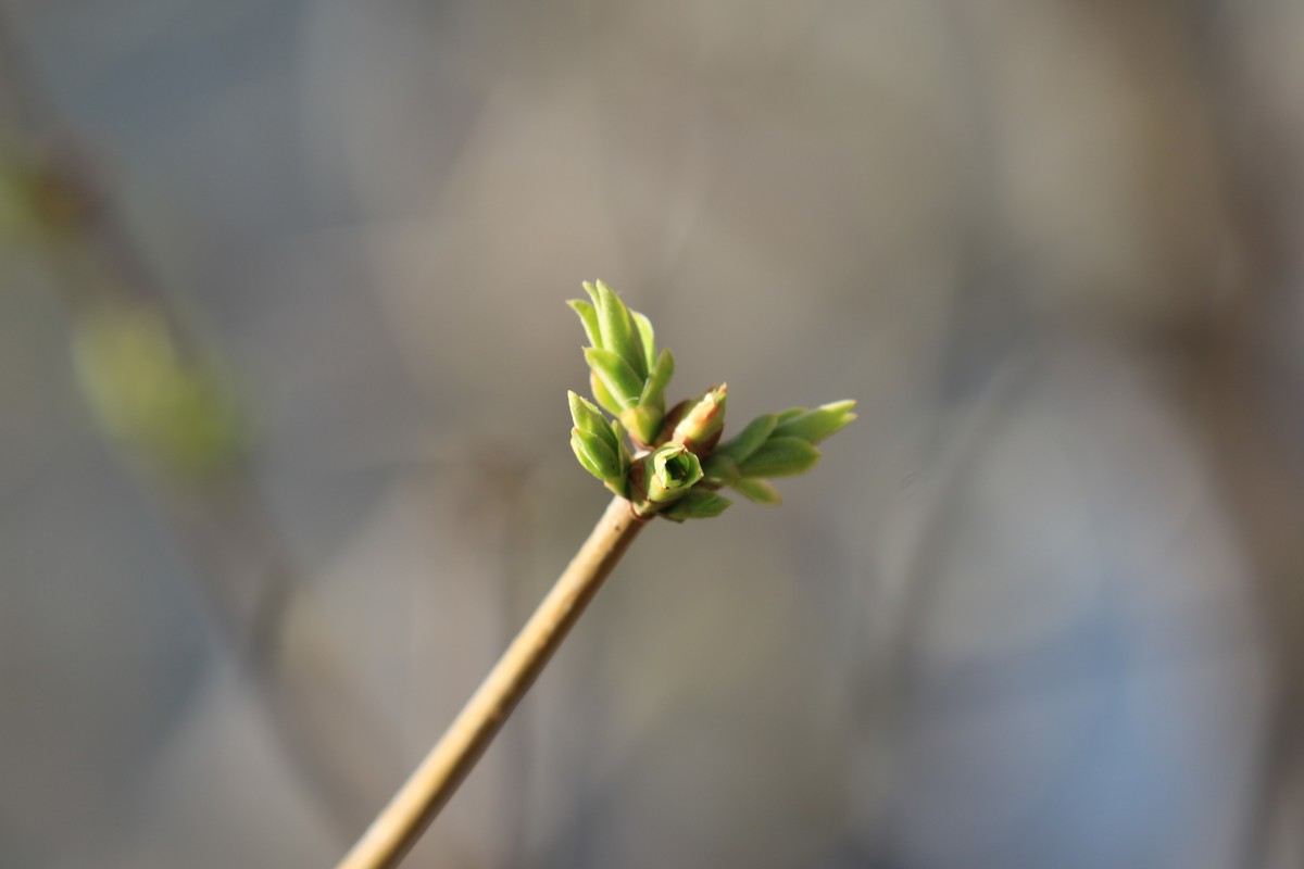 春天来了树发芽了