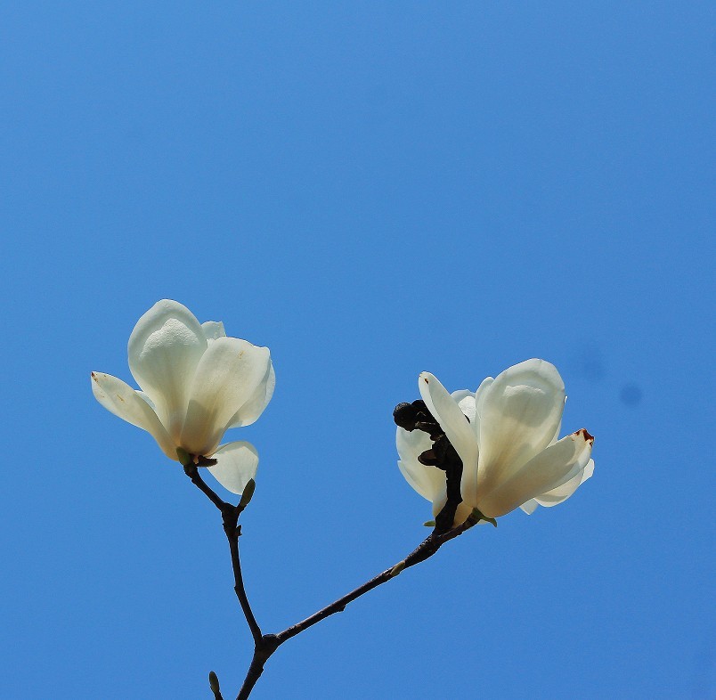 请假出个热闹帖《樱花节中忙活的美女们》唉！今年事多，又要出去趟过几天再回来！