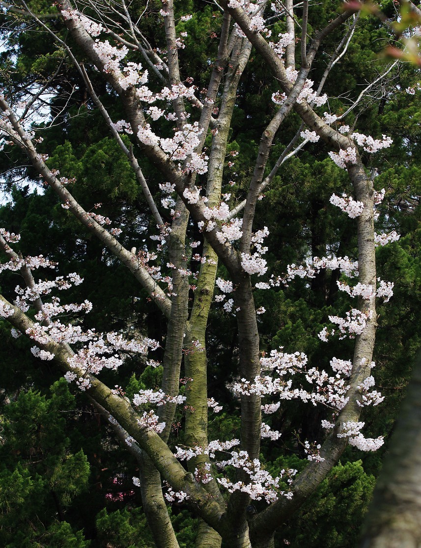 请假出个热闹帖《樱花节中忙活的美女们》唉！今年事多，又要出去趟过几天再回来！