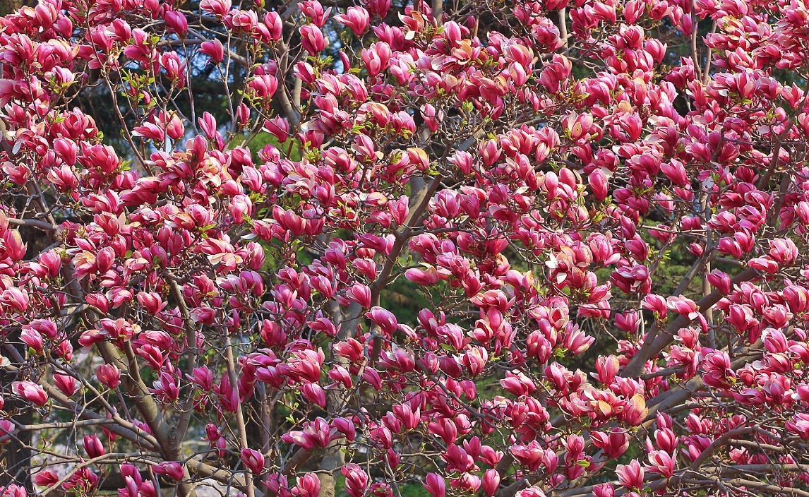 请假出个热闹帖《樱花节中忙活的美女们》唉！今年事多，又要出去趟过几天再回来！