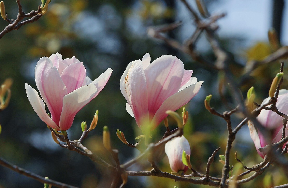 请假出个热闹帖《樱花节中忙活的美女们》唉！今年事多，又要出去趟过几天再回来！