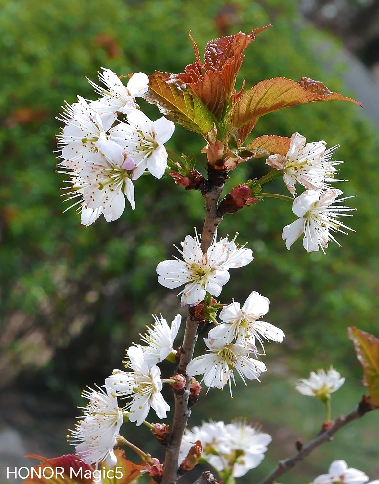 请假出个热闹帖《樱花节中忙活的美女们》唉！今年事多，又要出去趟过几天再回来！