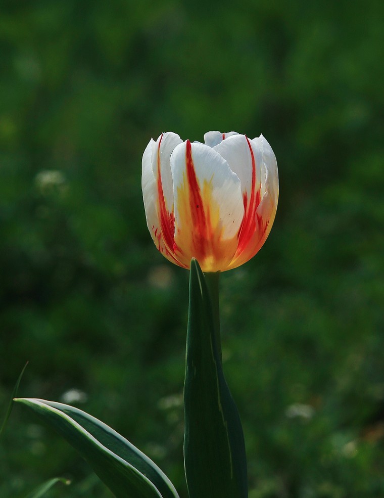 请假出个热闹帖《樱花节中忙活的美女们》唉！今年事多，又要出去趟过几天再回来！