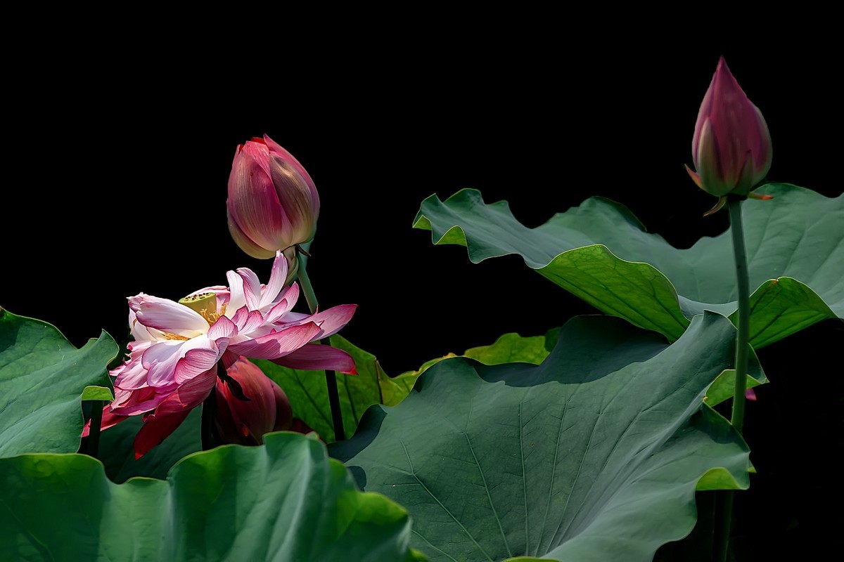 （又是一年荷花开） 《夏日杂诗》   清·陈文述