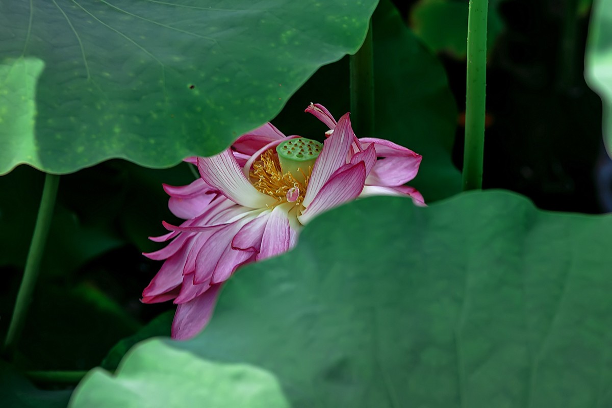 （又是一年荷花开） 《夏日杂诗》   清·陈文述