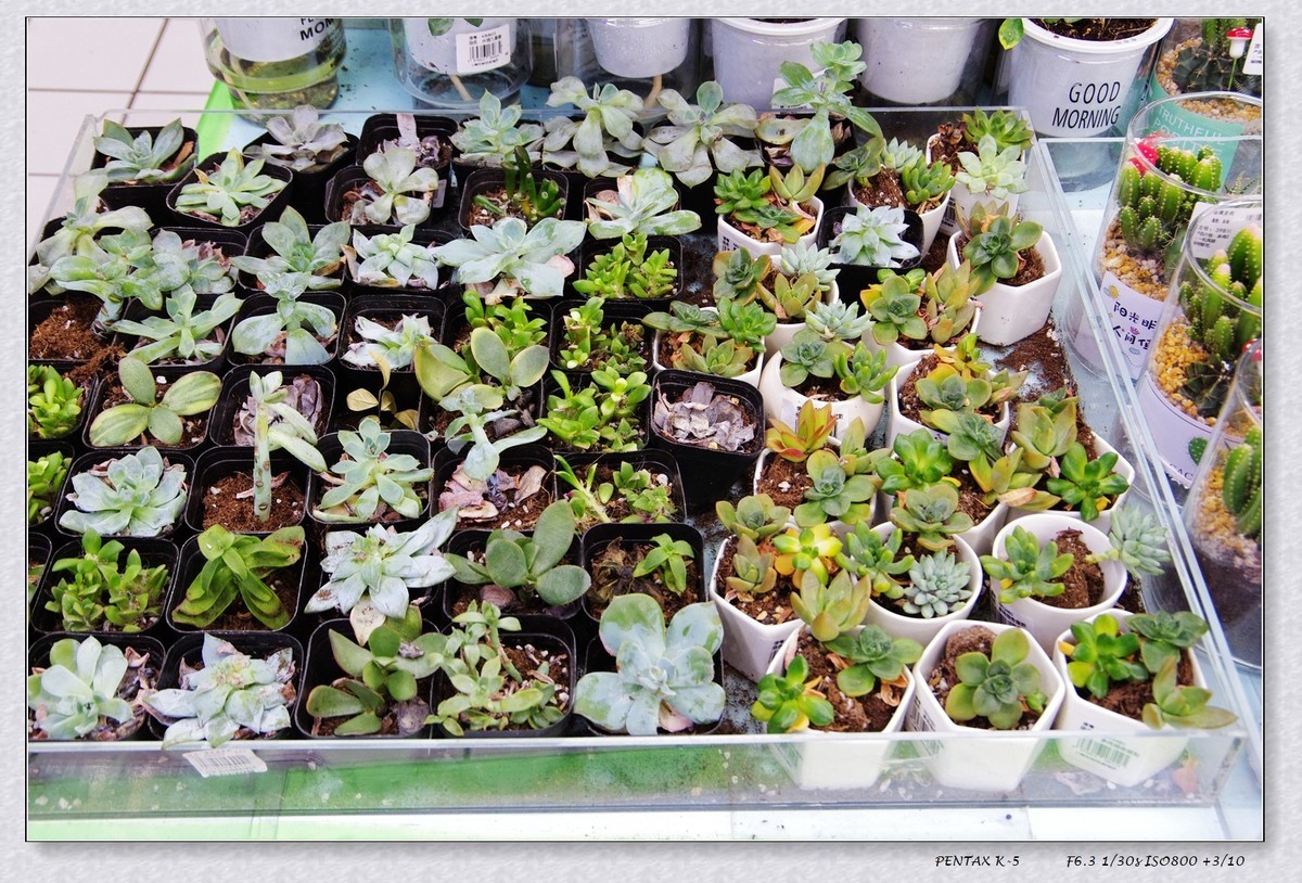 2024年国庆节扫街 重温宾得色彩