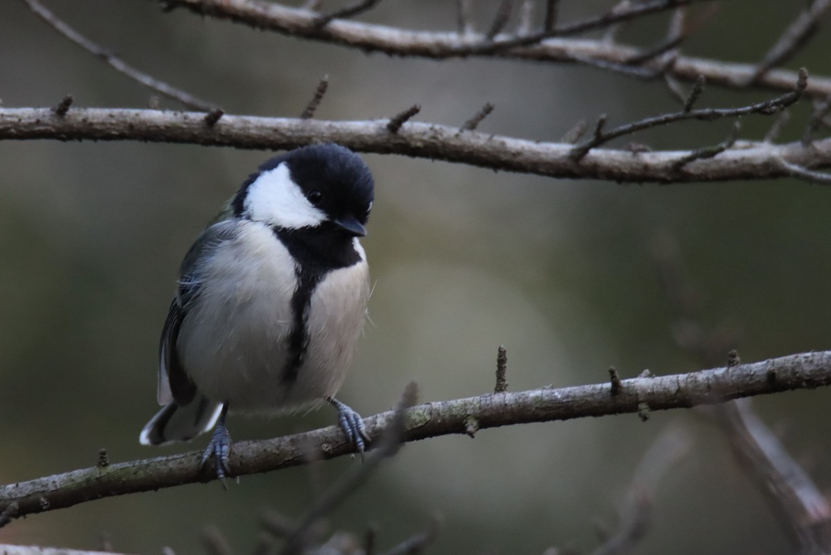 试机贻（账号被换｝：