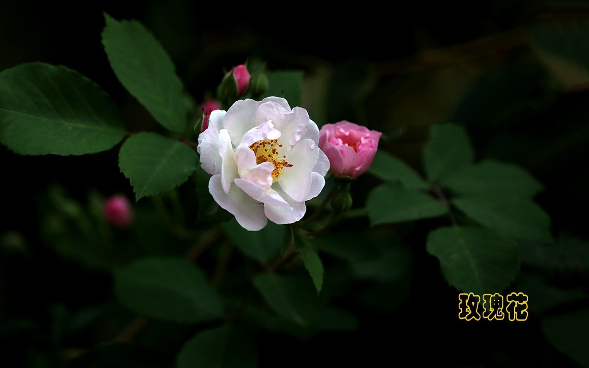 甲辰年玫瑰花【2024-201】