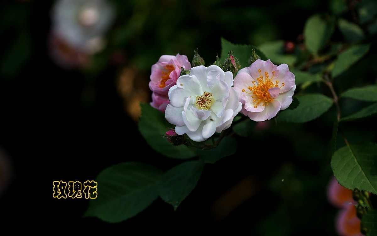 甲辰年玫瑰花【2024-201】