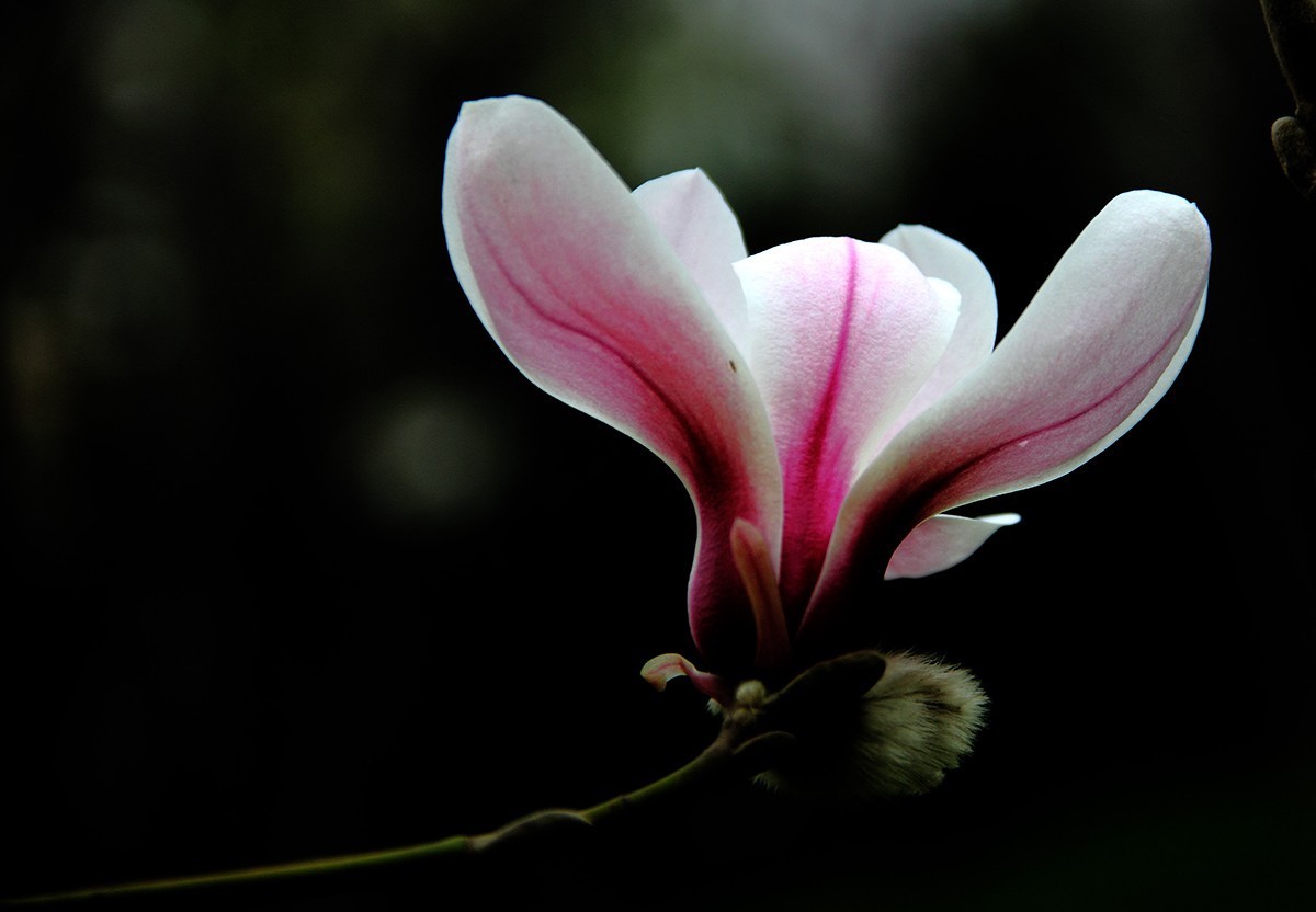 淡定清晰黙不争俏