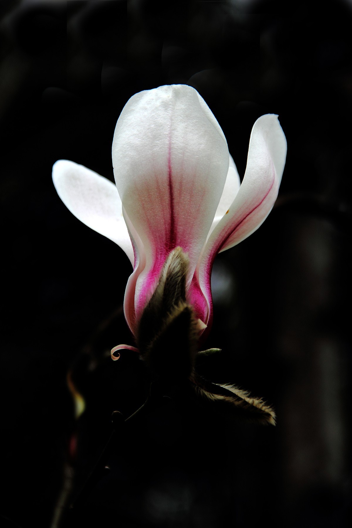 淡定清晰黙不争俏