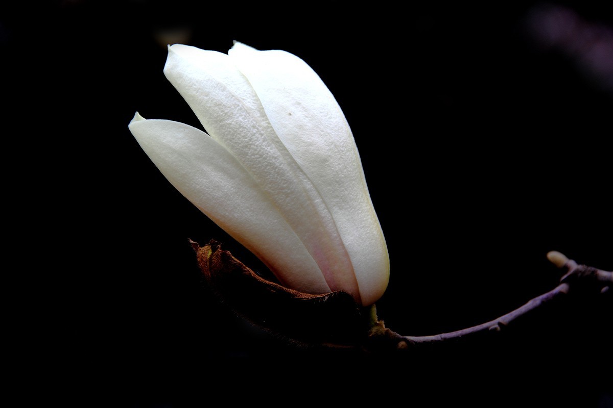 淡定清晰黙不争俏