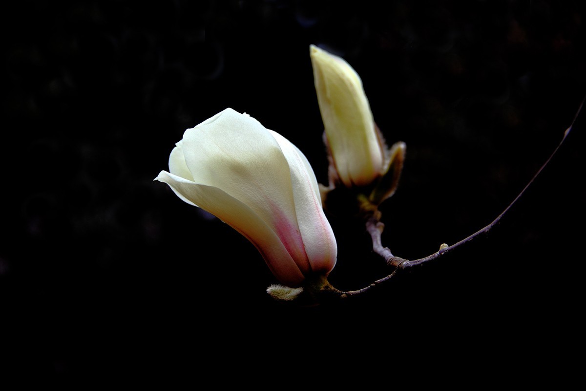 淡定清晰黙不争俏