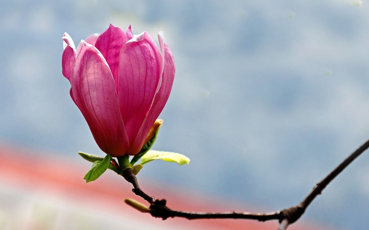 淡定清晰黙不争俏