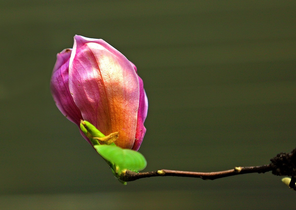 淡定清晰黙不争俏