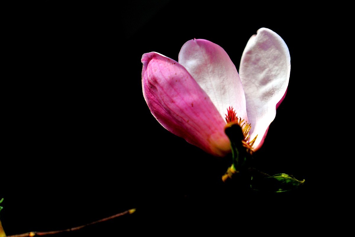 淡定清晰黙不争俏