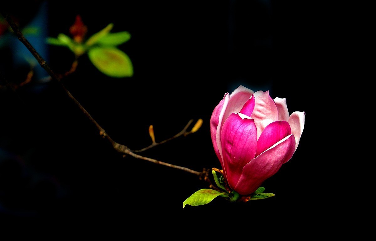 淡定清晰黙不争俏