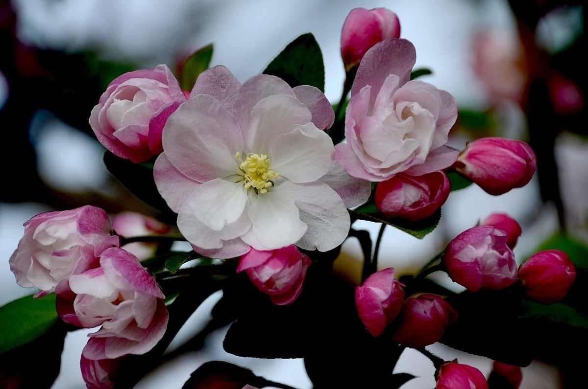 海 棠 花 -------------。