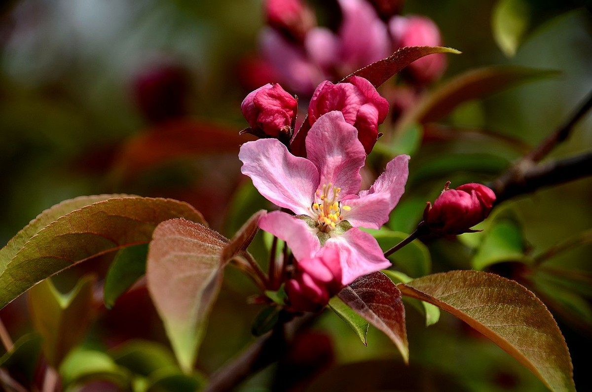 海 棠 花 -------------。