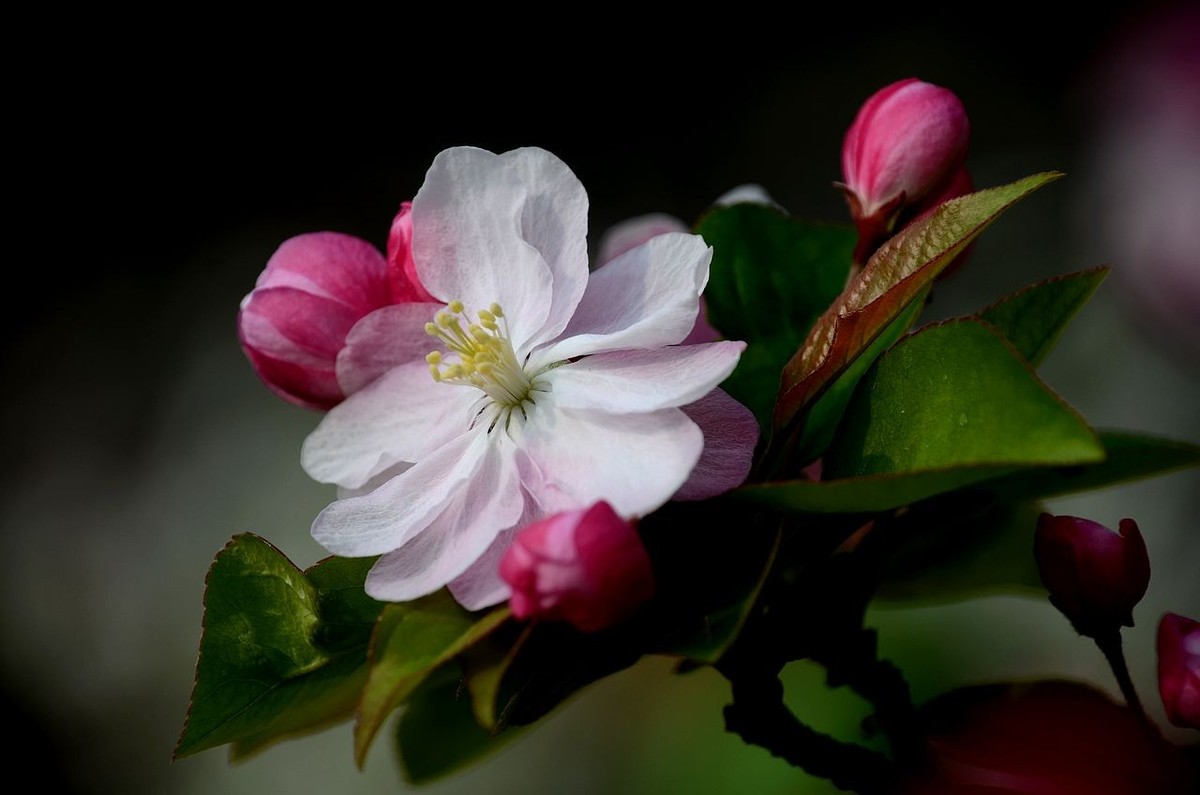 海 棠 花 -------------。