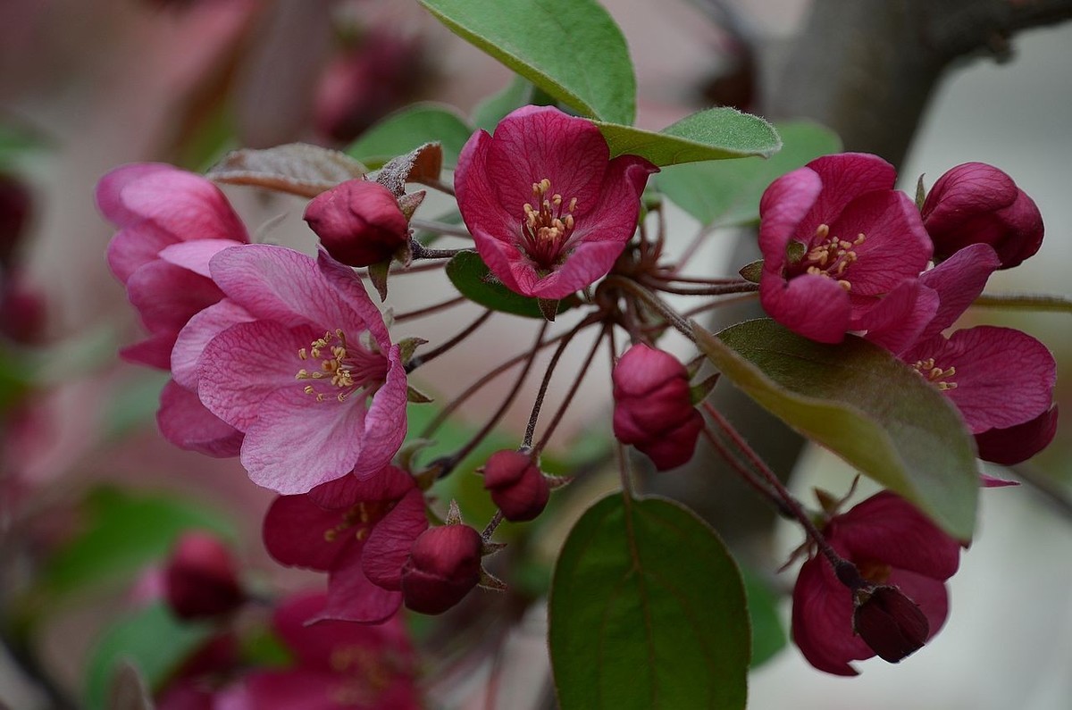 海 棠 花 -------------。