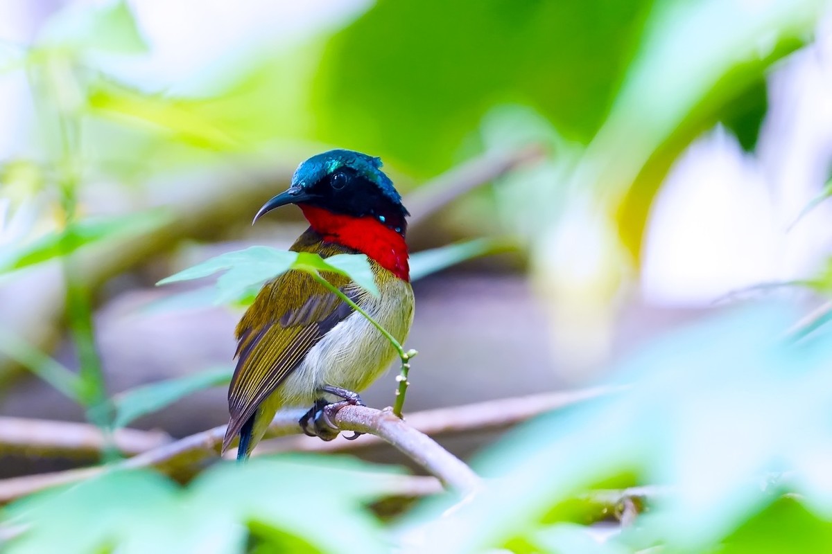 2022_叉尾太阳鸟