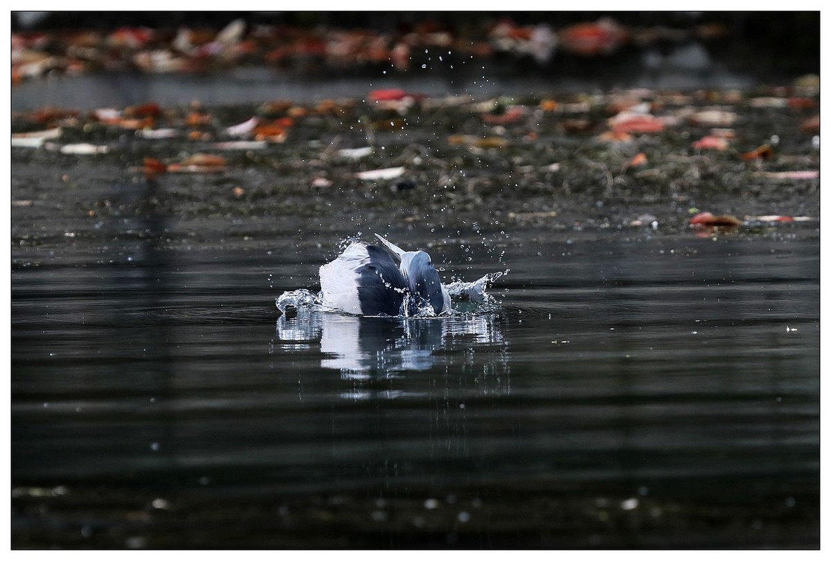 一只“自嗨”的夜鹭