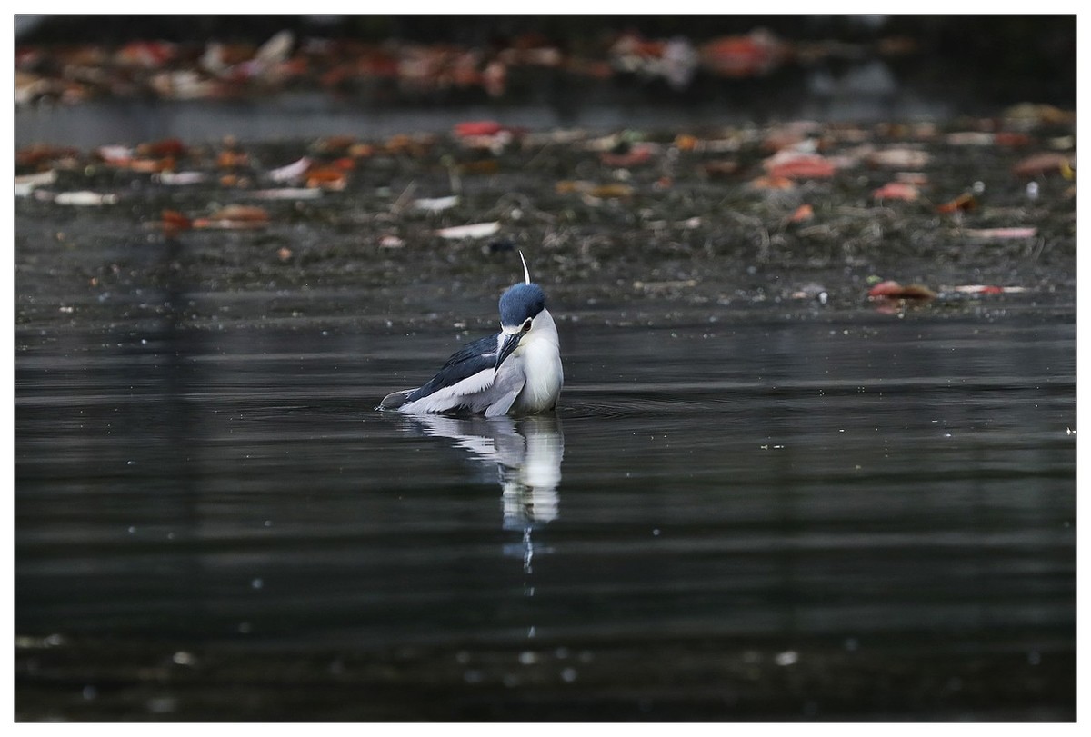 一只“自嗨”的夜鹭