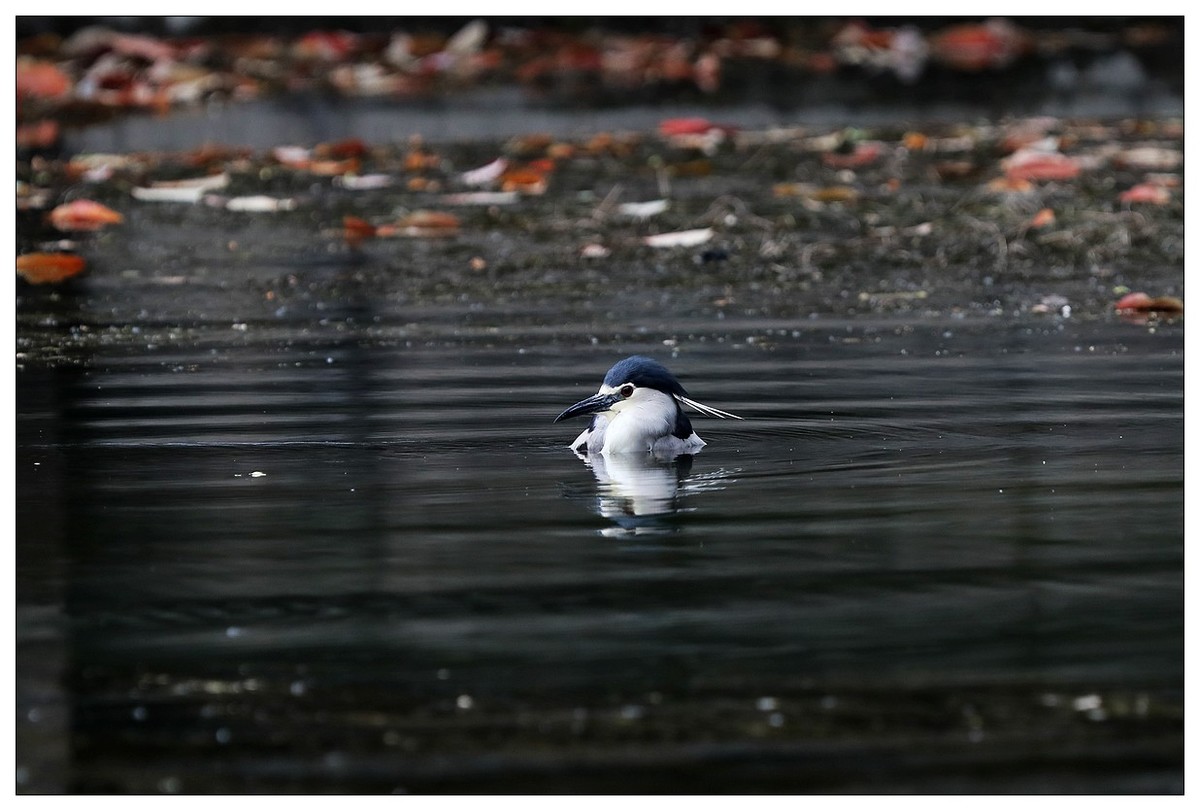 一只“自嗨”的夜鹭