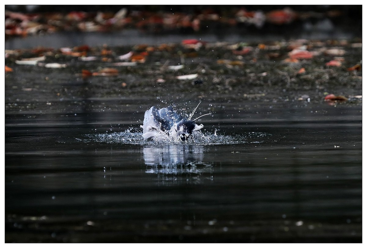 一只“自嗨”的夜鹭