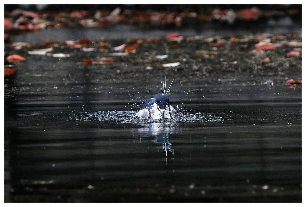 一只“自嗨”的夜鹭