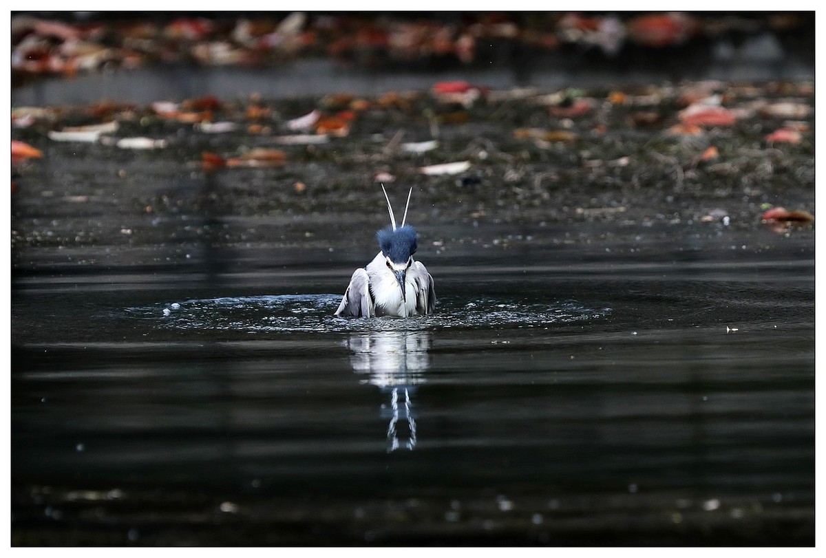 一只“自嗨”的夜鹭
