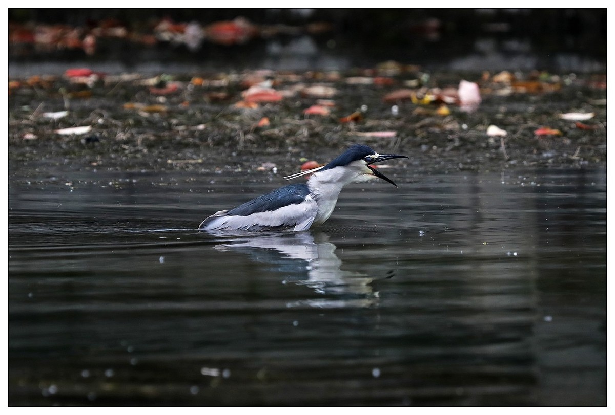 一只“自嗨”的夜鹭