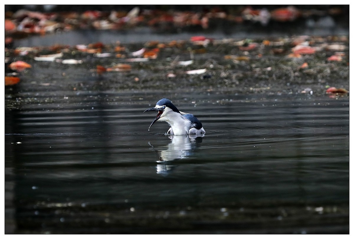 一只“自嗨”的夜鹭