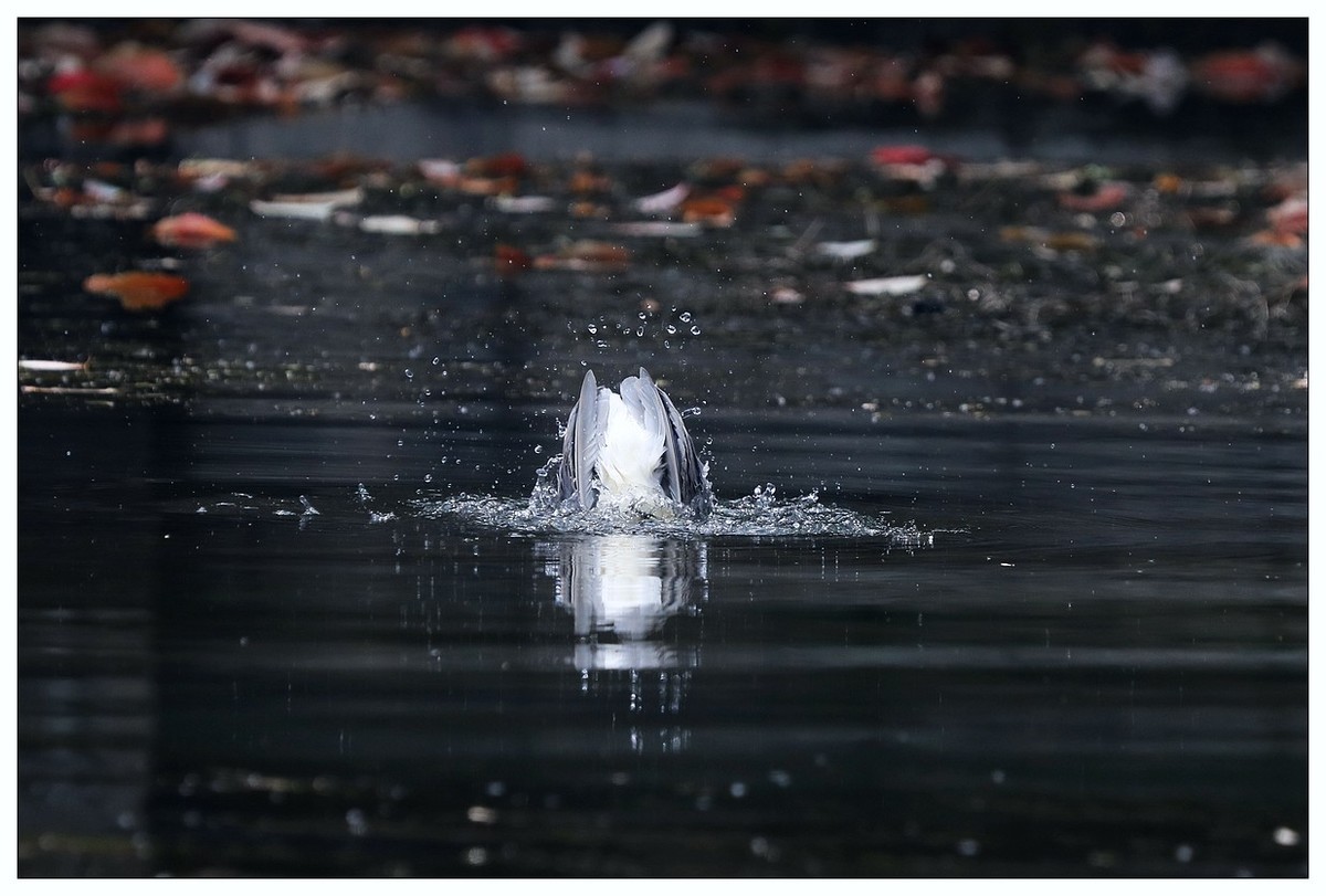 一只“自嗨”的夜鹭