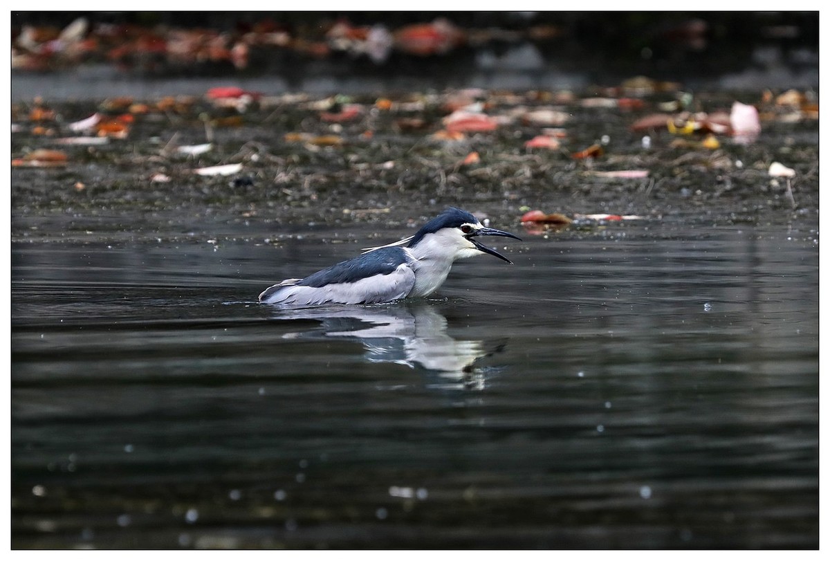 一只“自嗨”的夜鹭