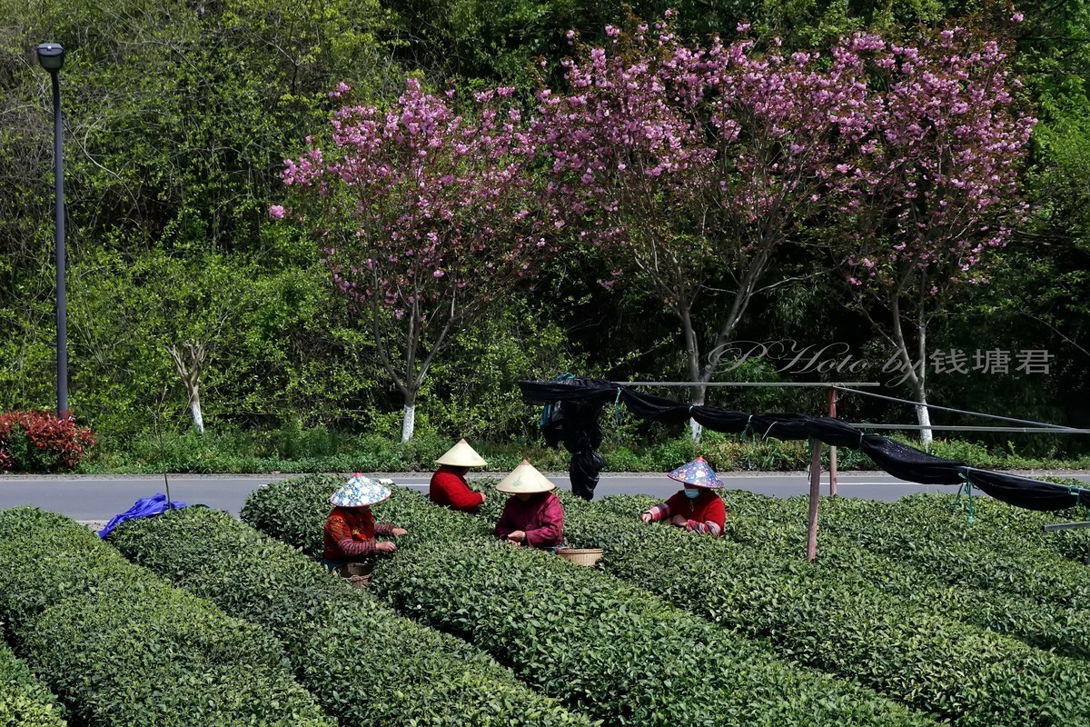龙坞茶园采茶人