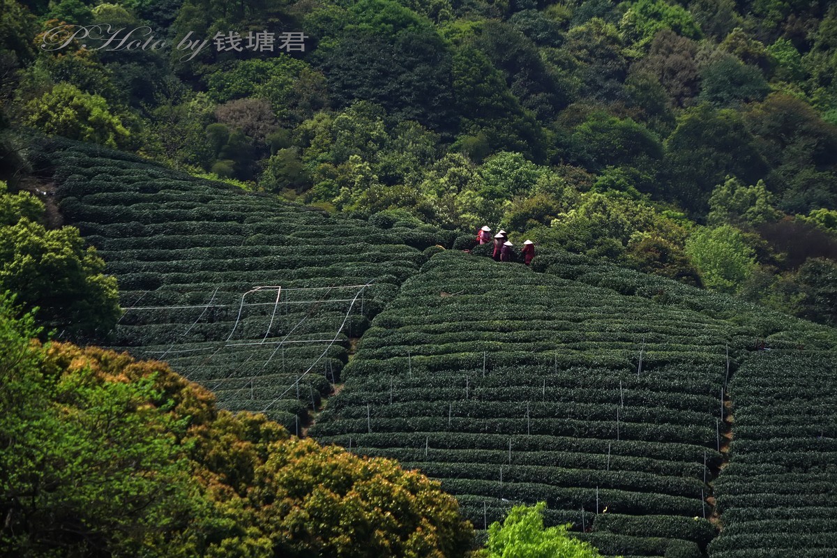 龙坞茶园采茶人