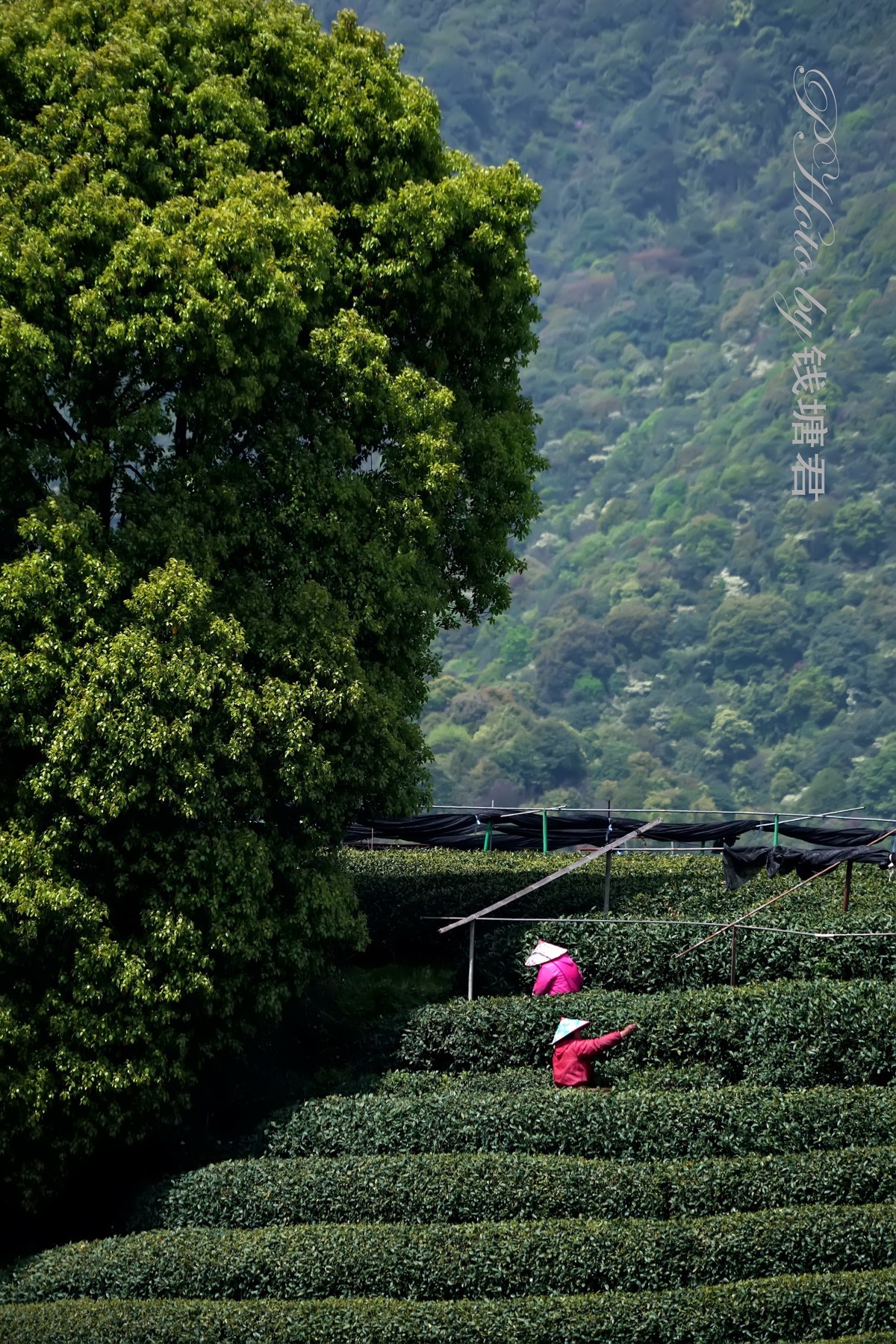 龙坞茶园采茶人