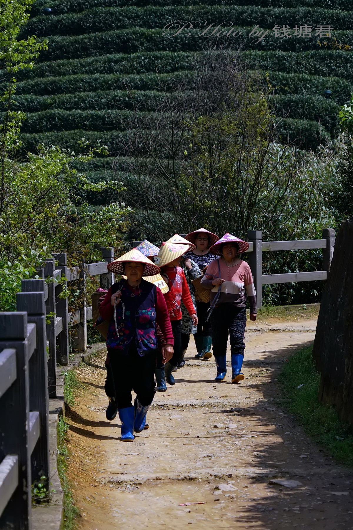 龙坞茶园采茶人