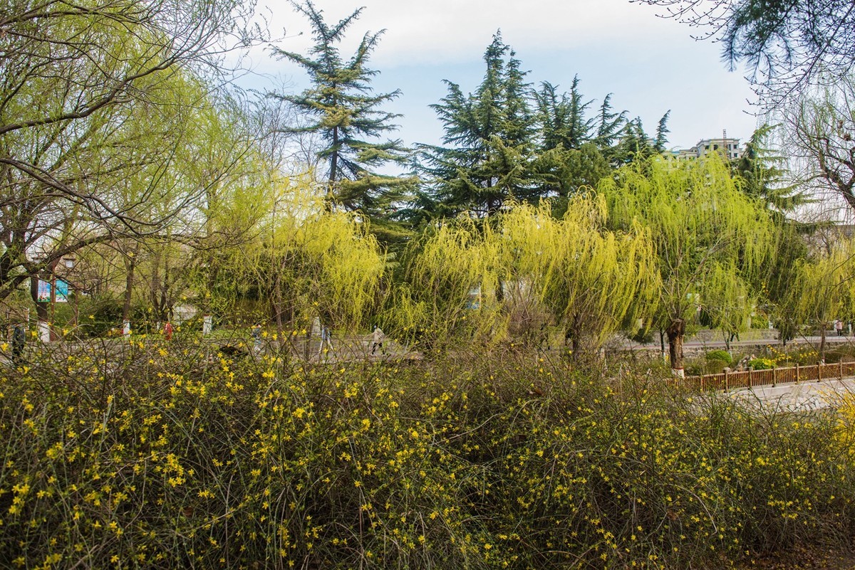 春来柳色黄…（阴天效果不好）