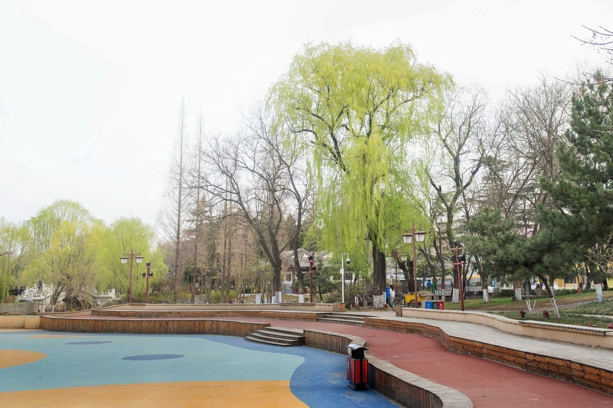 春来柳色黄…（阴天效果不好）