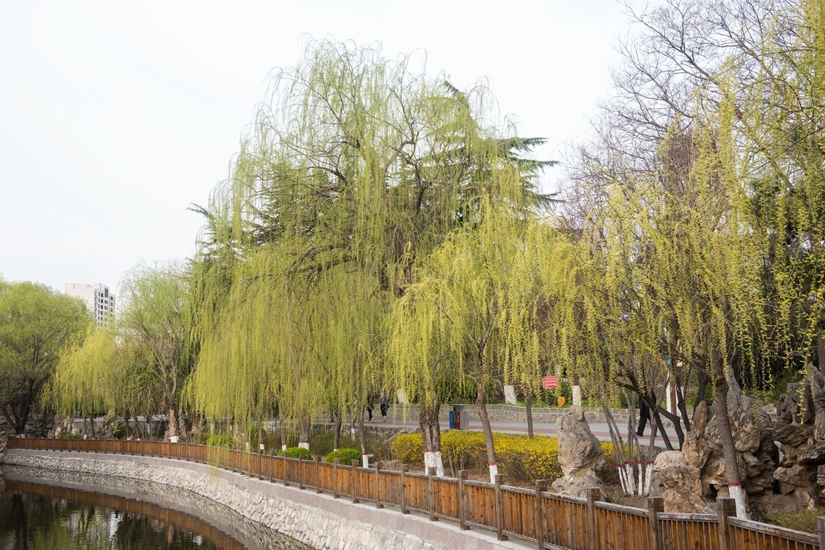 春来柳色黄…（阴天效果不好）