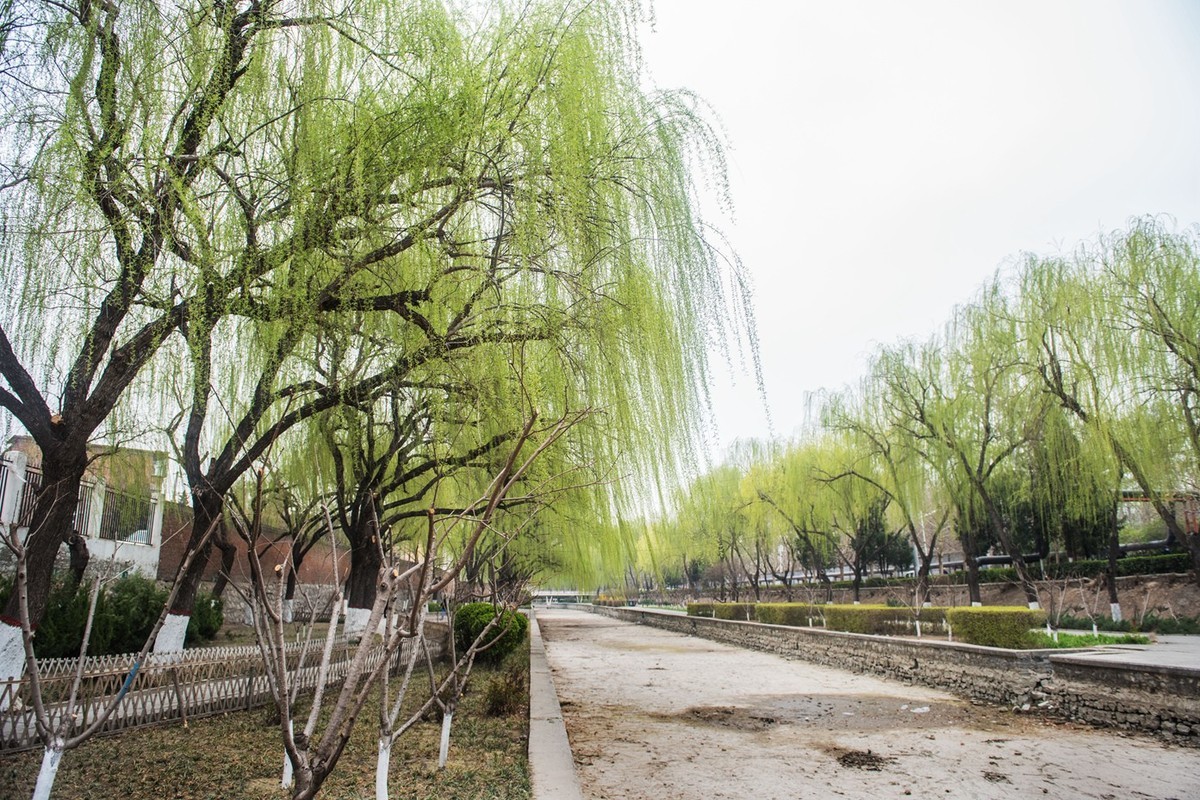 春来柳色黄…（阴天效果不好）