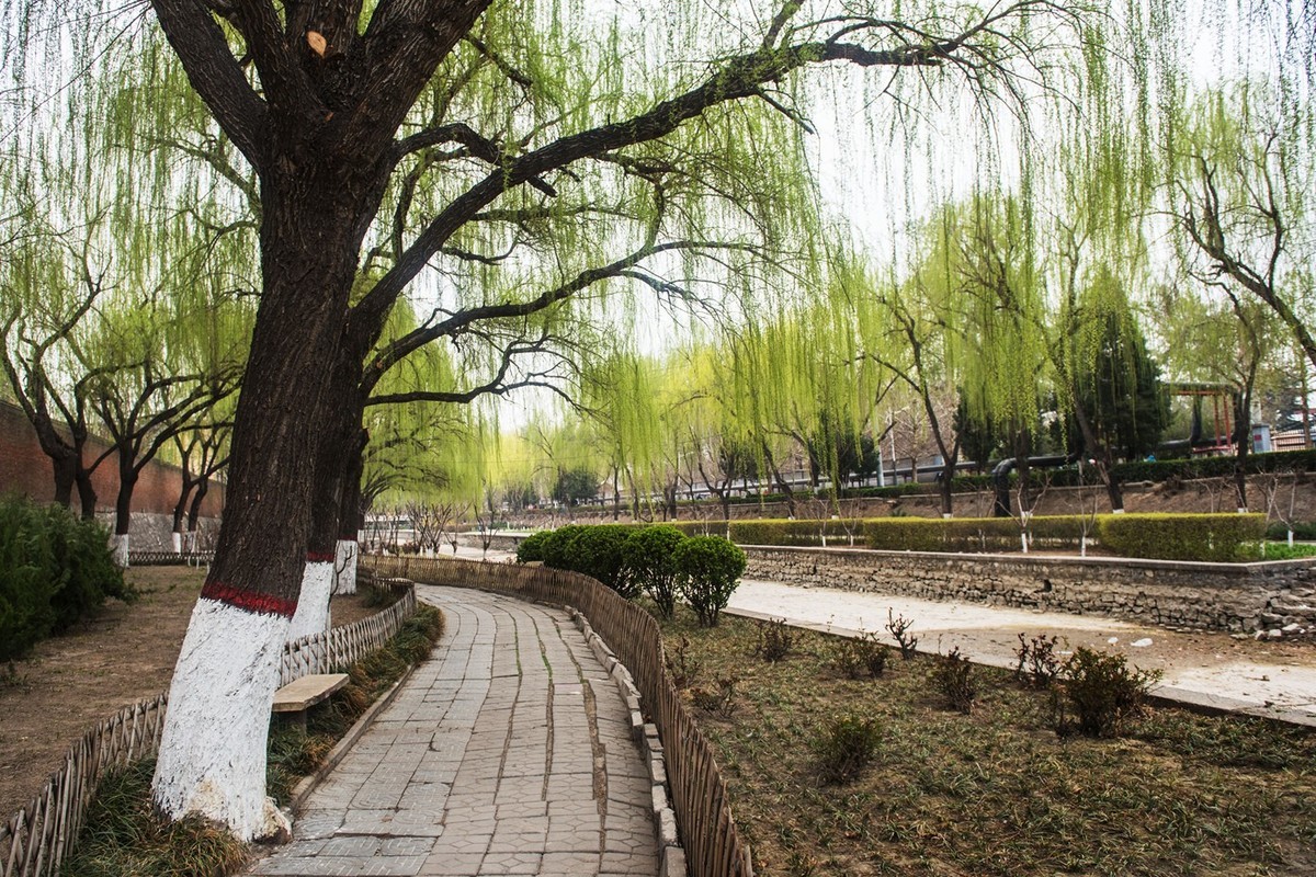 春来柳色黄…（阴天效果不好）