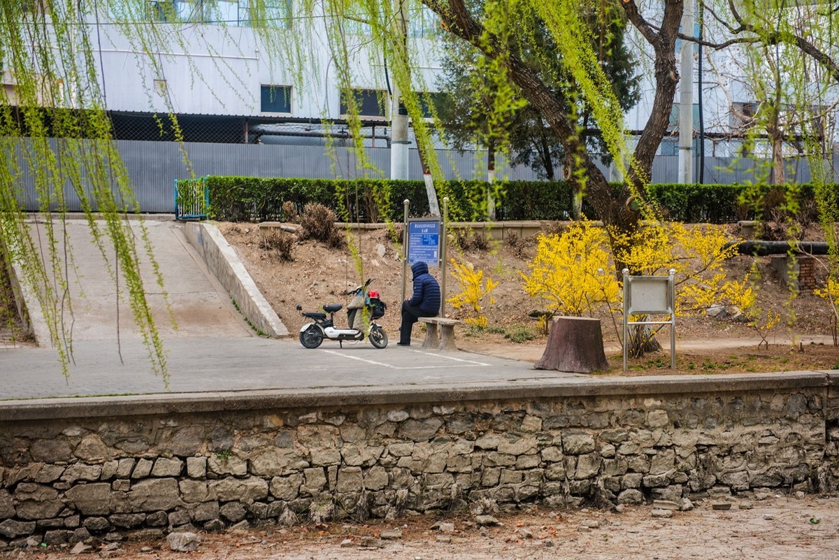 春来柳色黄…（阴天效果不好）